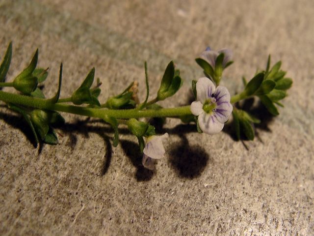 Datei:VVeronica serpyllifolia.JPG