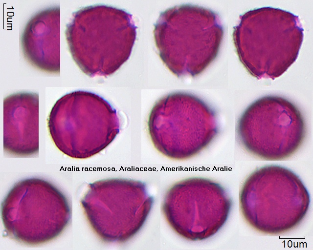 Pollen von Aralia racemosa