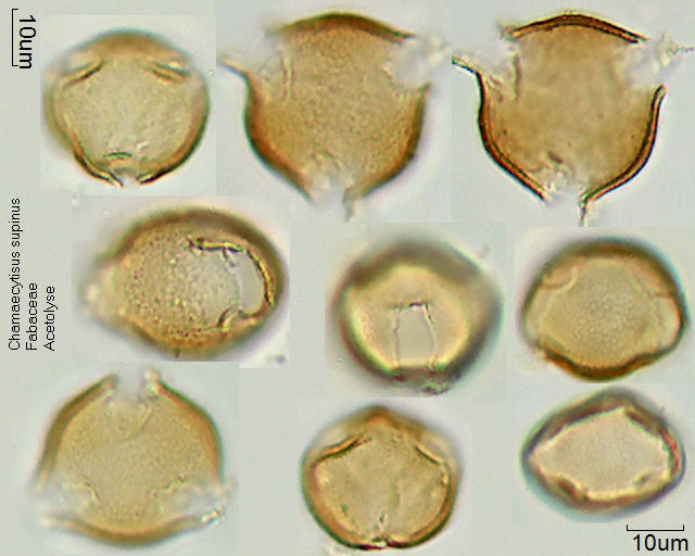Acetolysierter Pollen von Chamaecytisus supinus