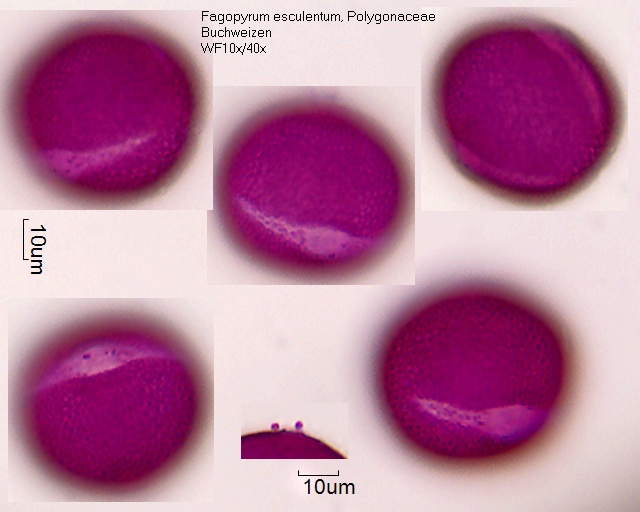 Pollen von Fagopyrum esculentum