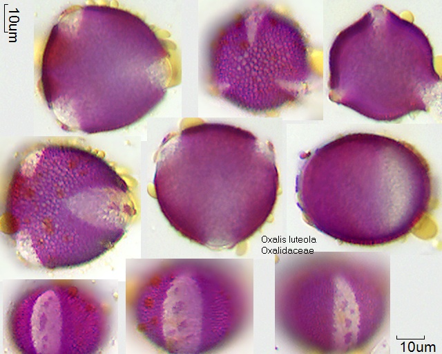 Pollen von Oxalis luteola