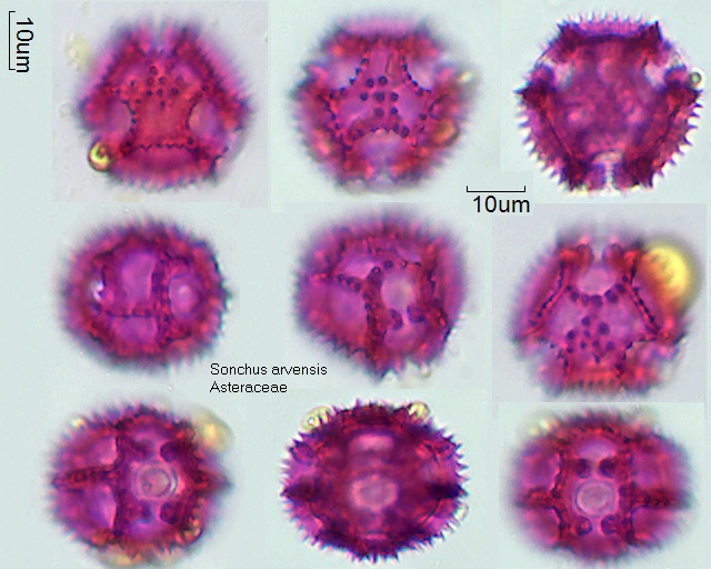 Pollen von Sonchus arvensis