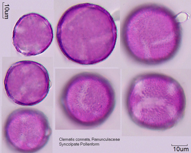 Pollen von Clematis connata (seltenere Pollenform, syncolpat; Präparat 18-008/1)