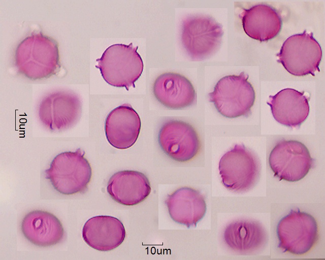Pollen von Cuphea viscosissima