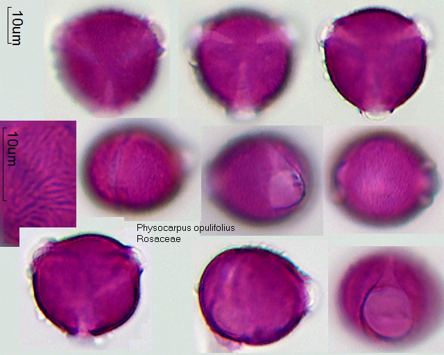 Pollen von Physocarpus opulifolius