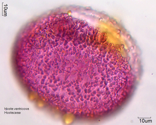 Pollen von Hosta ventricosa