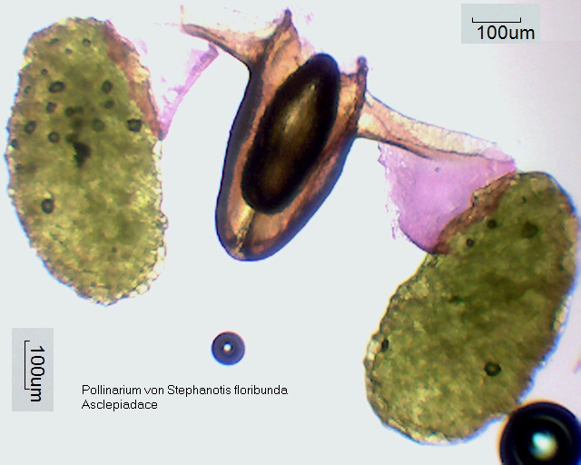 Pollinarium von Stephanotis floribunda