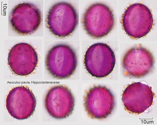 Pollen von Aesculus pavia