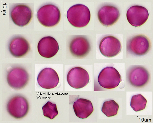 11-069 Vitis vinifera tricolporat