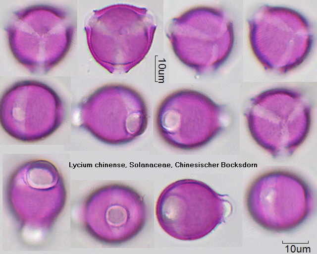 Pollen von Lycium chinense