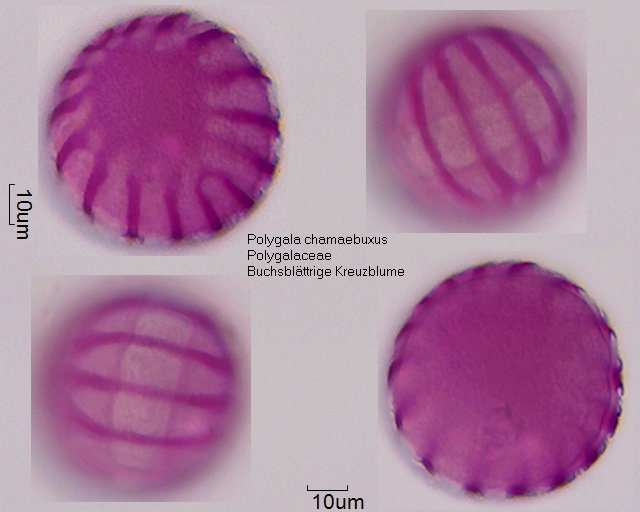 Pollen von Polygala chamaebuxus