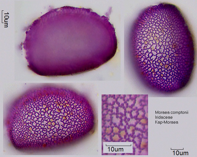 Pollen von Moraea comptonii