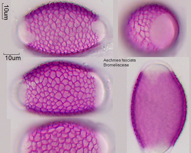 Pollen von Aechmea fasciata