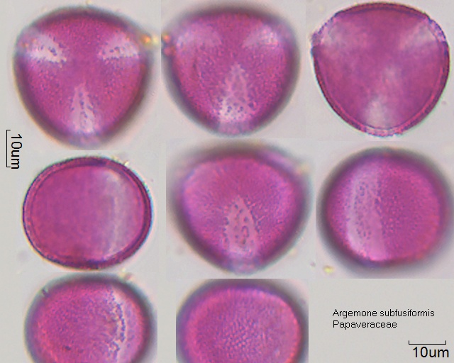 Pollen vonArgemone subfusiformis, 19-070-1