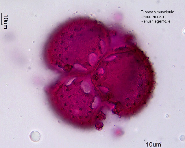 Datei:Dionaea muscipula (2).jpg