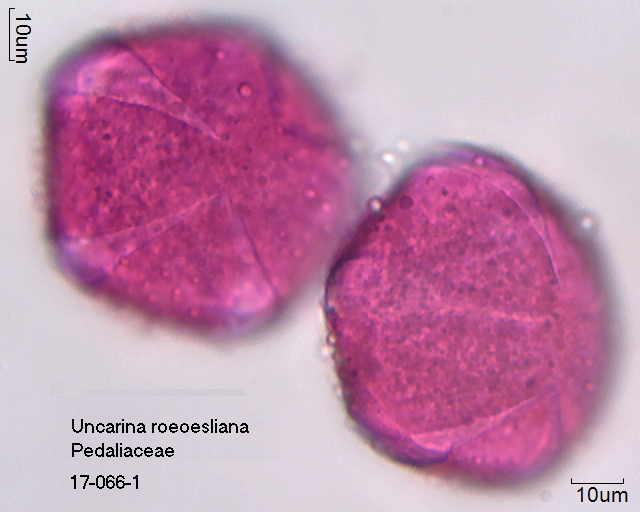 Pollen von Uncarina roeoesliana, 17-066
