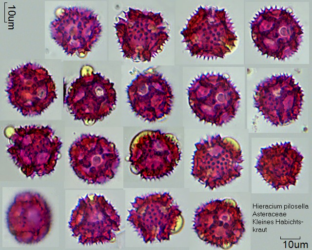 Pollen von Hieracium pilosella