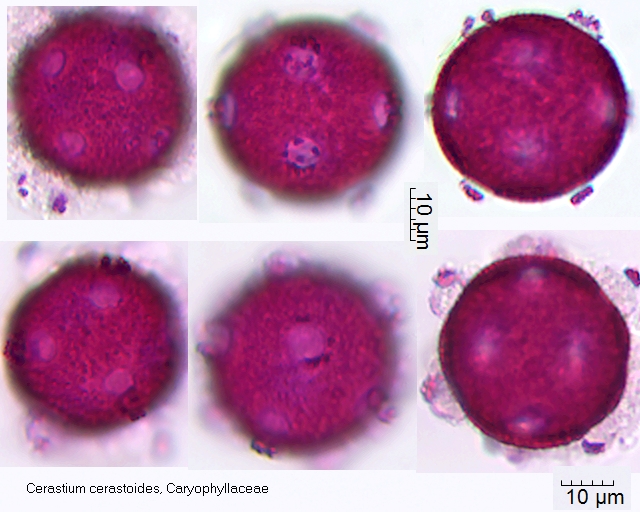 Pollen von Cerastium cerastoides