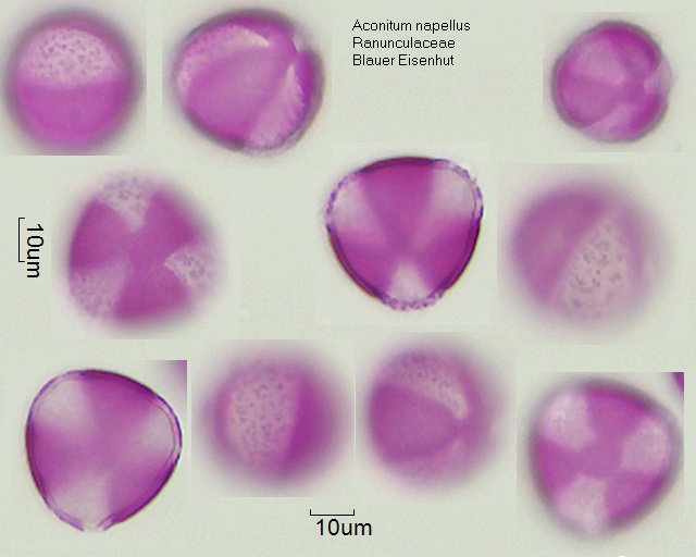 Pollen von Aconitum napellus