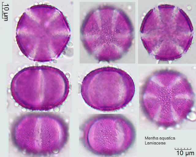 Pollen von Mentha aquatica