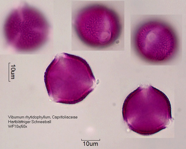Datei:Viburnum rhytidophyllum (2).jpg