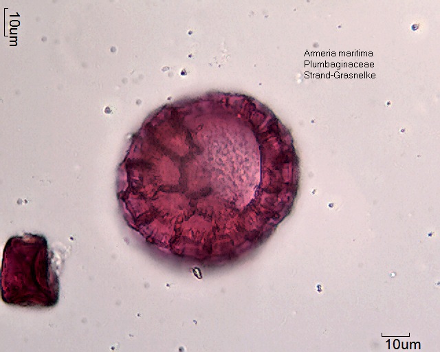 Pollen von Armeria maritima (4)
