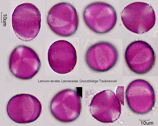 Pollen von Lamium orvala