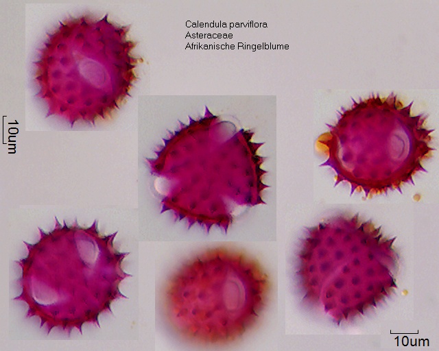 Pollen von Calendula parviflora