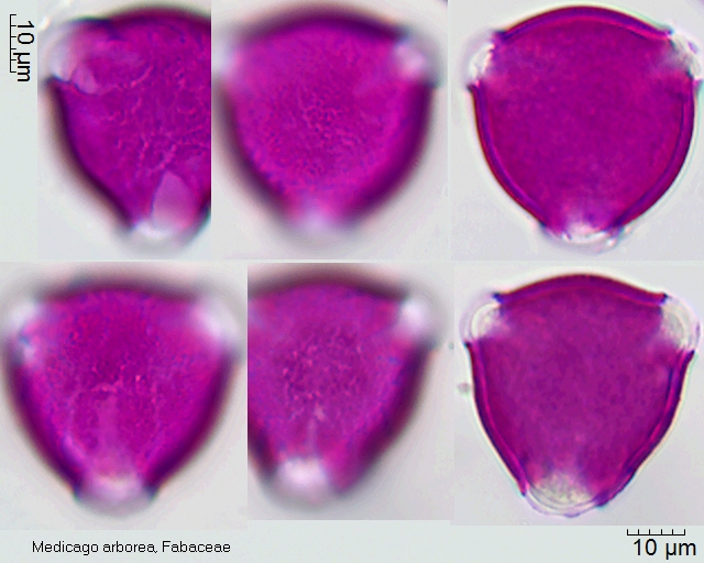 Datei:Medicago arborea.jpg