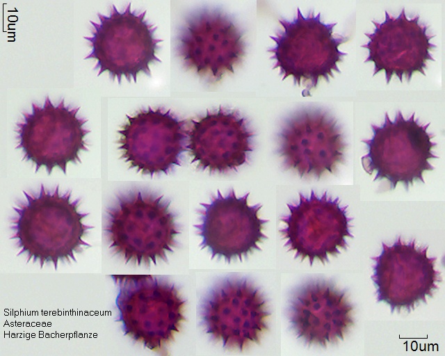 Pollen von Silphium terebinthinaceum