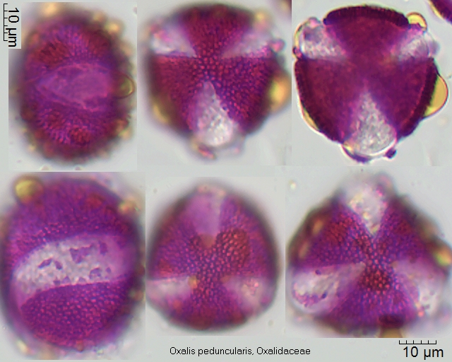 Pollen von Oxalis peduncularis