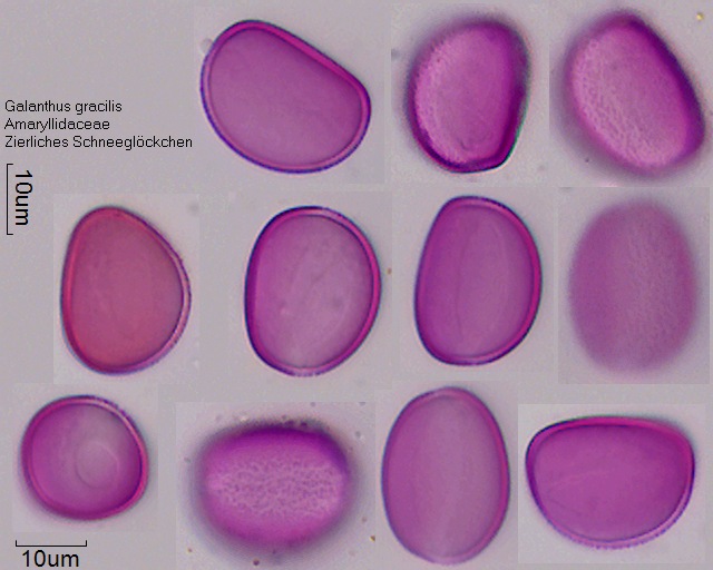Pollen von Galanthus gracilis