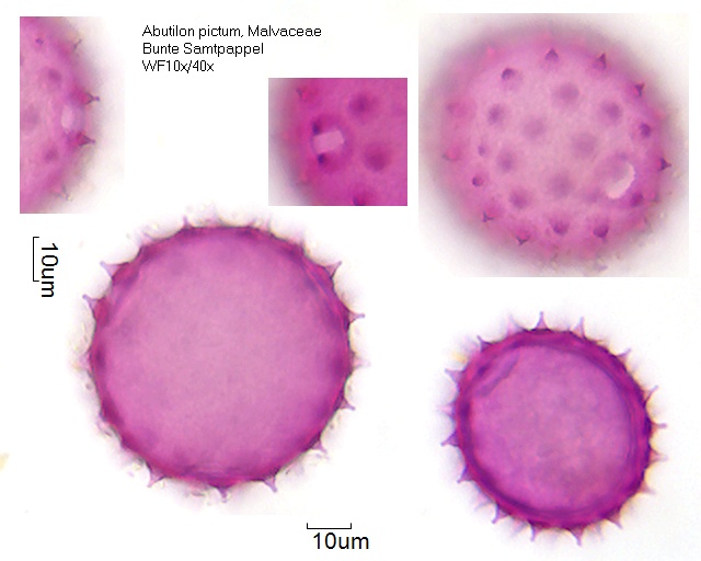 Pollen von Abutilon pictum
