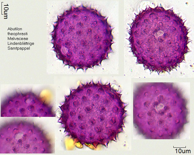 Pollen von Abutilon theophrasti