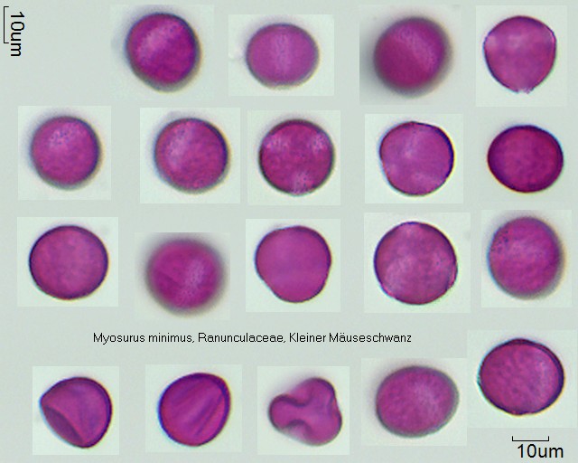 Pollen von Myosurus minimus