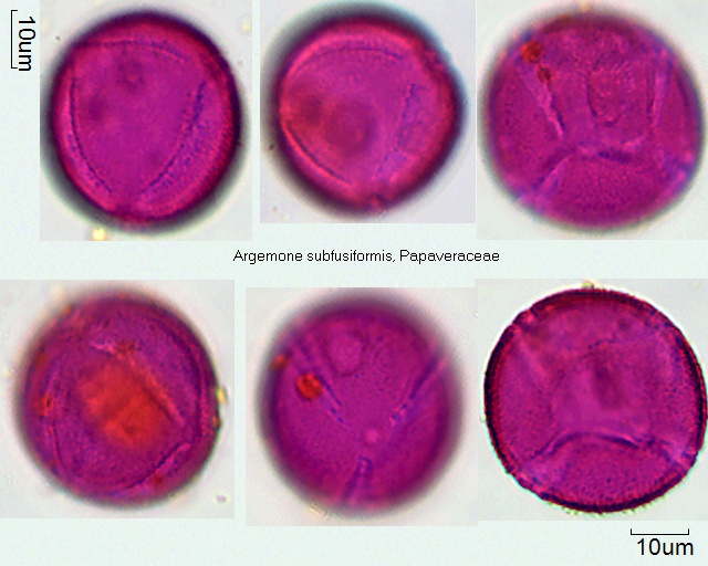 Pollen von Argemone subfusiformis