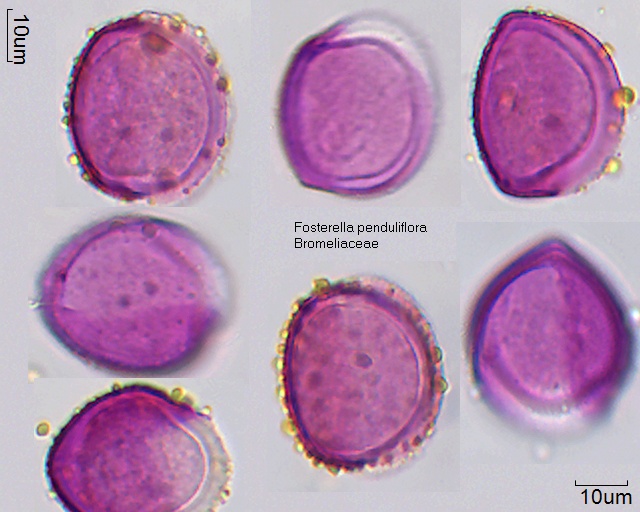 Pollen von Fosterella penduliflora