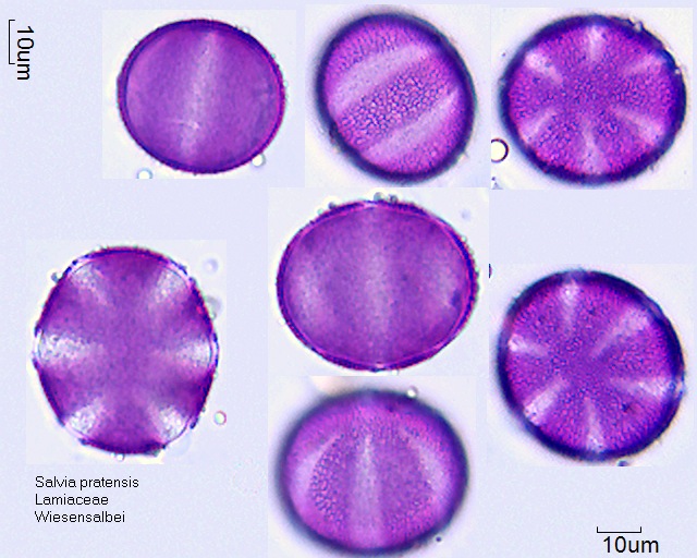 Pollen von Salvia pratensis