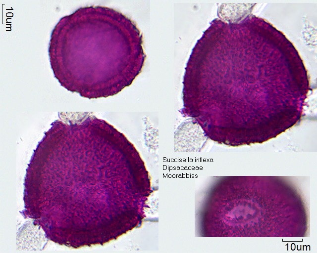 Pollen von Succisella inflexa
