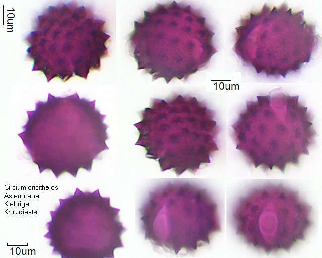 Pollen von Cirsium erisithales
