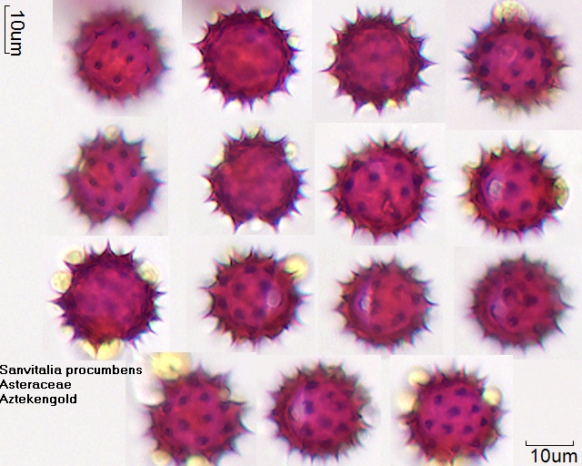 Pollen von Sanvitalia procumbens