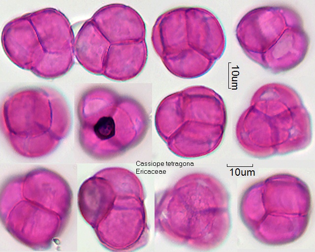 Pollen von Cassiope tetragona