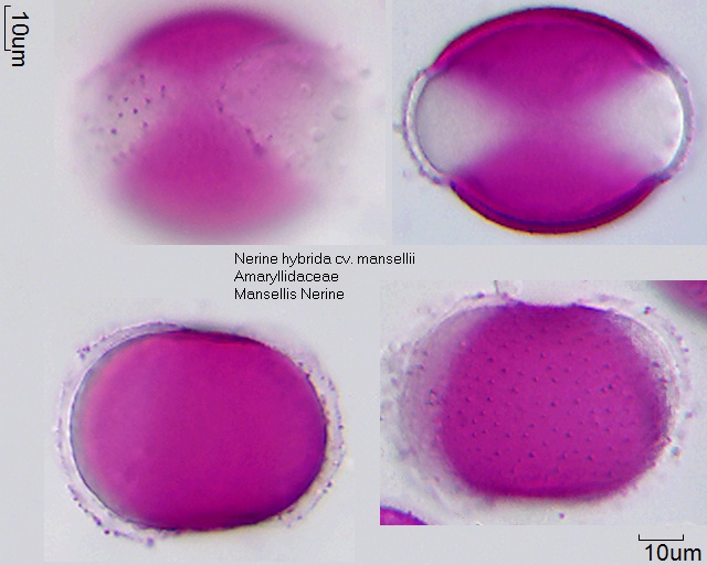 Pollen von Nerine bybrida cv mansellii