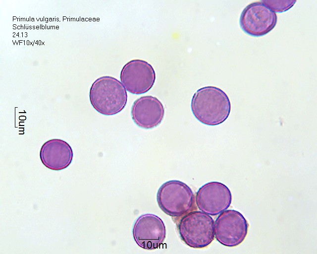 Primula vulgaris (3).jpg