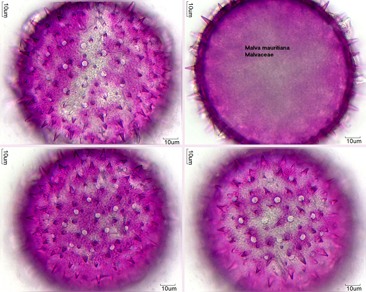 Pollen von Malva mauritiana, 12-069-1