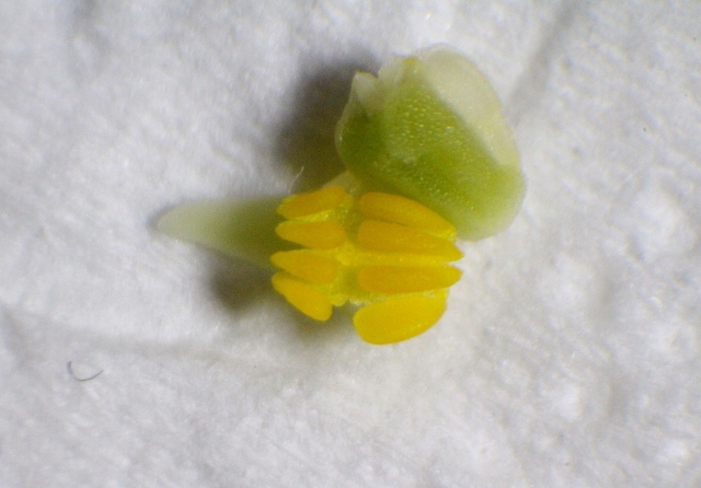 Pollinarium von Brassavola nodosa. Etwa 2 mm lang