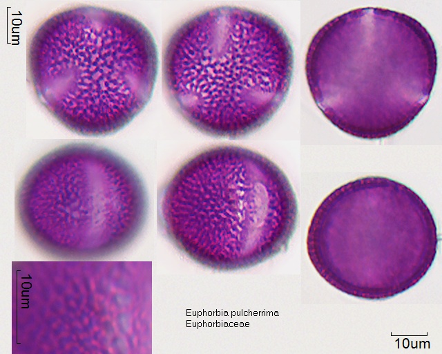 Pollen von Euphorbia pulcherrima