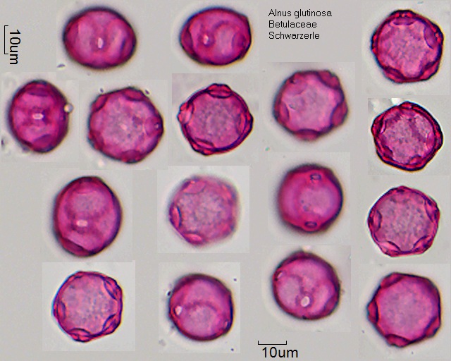 Pollen von Alnus glutinosa, 6-023