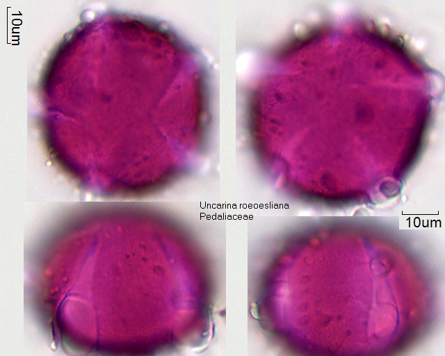 Pollen von Uncarina roeoesliana, 17-066
