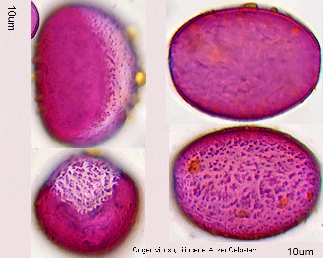 Pollen von Gagea villosa (1).jpg